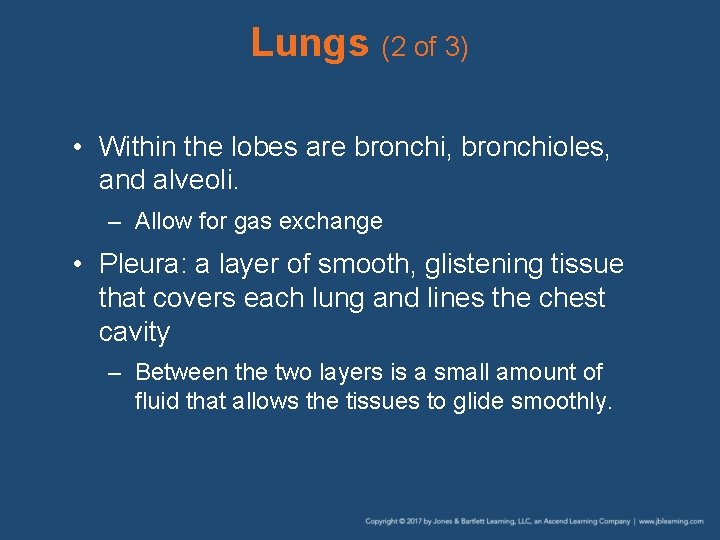 Lungs (2 of 3) • Within the lobes are bronchi, bronchioles, and alveoli. –