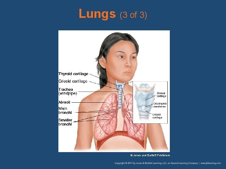 Lungs (3 of 3) © Jones and Bartlett Publishers 