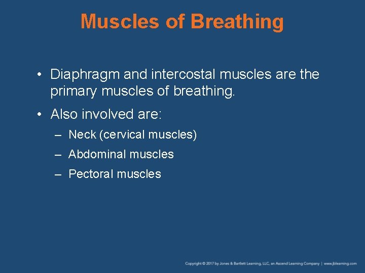 Muscles of Breathing • Diaphragm and intercostal muscles are the primary muscles of breathing.
