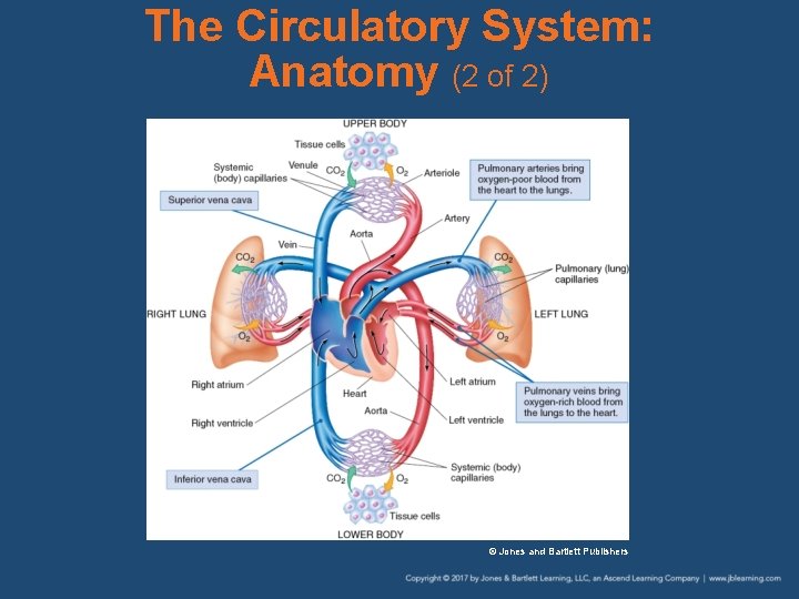 The Circulatory System: Anatomy (2 of 2) © Jones and Bartlett Publishers 