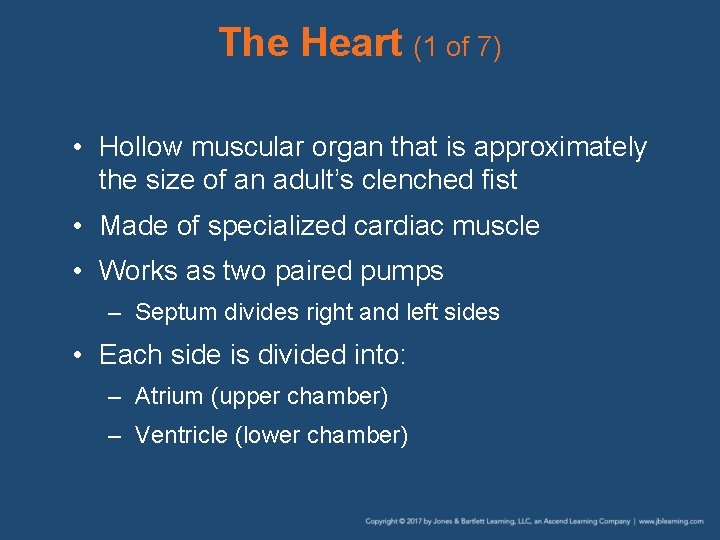 The Heart (1 of 7) • Hollow muscular organ that is approximately the size