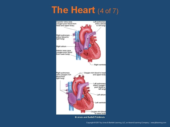 The Heart (4 of 7) © Jones and Bartlett Publishers 