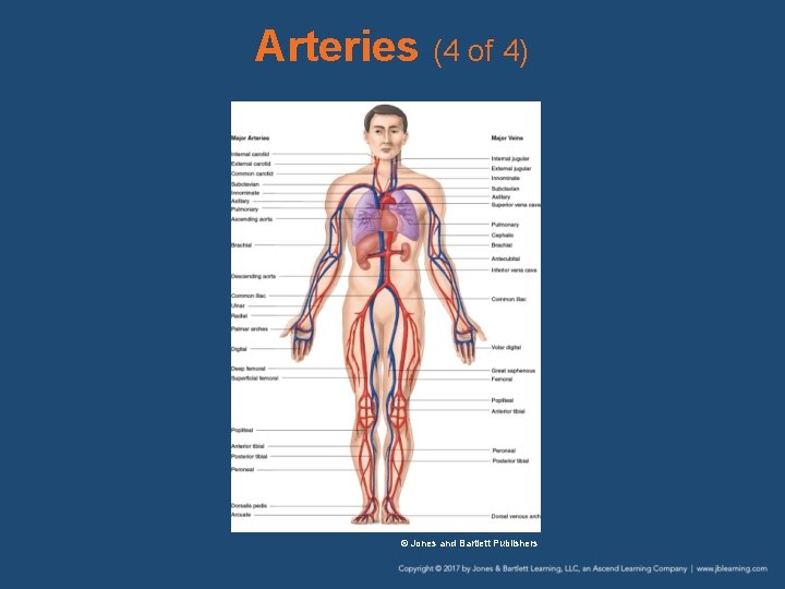 Arteries (4 of 4) © Jones and Bartlett Publishers 