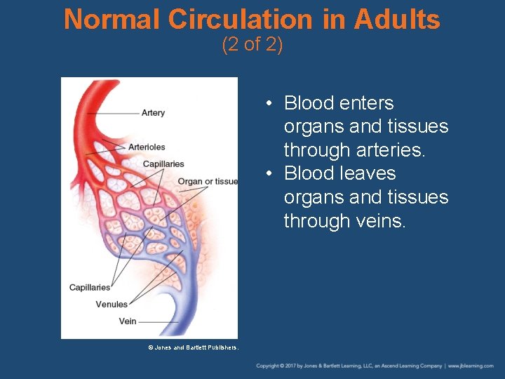 Normal Circulation in Adults (2 of 2) • Blood enters organs and tissues through