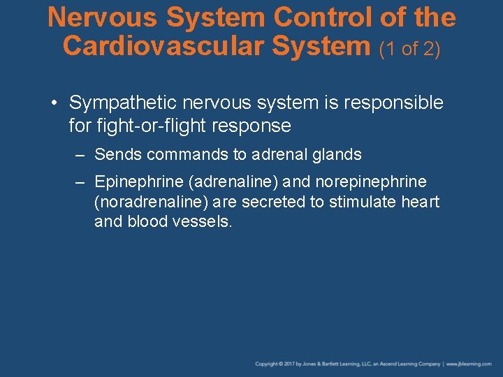 Nervous System Control of the Cardiovascular System (1 of 2) • Sympathetic nervous system