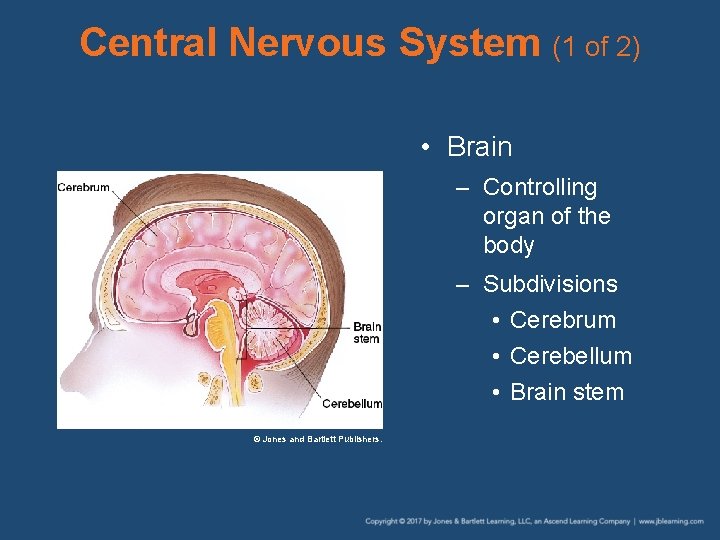 Central Nervous System (1 of 2) • Brain – Controlling organ of the body
