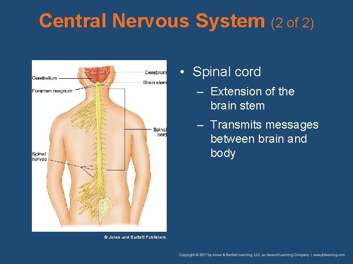 Central Nervous System (2 of 2) • Spinal cord – Extension of the brain