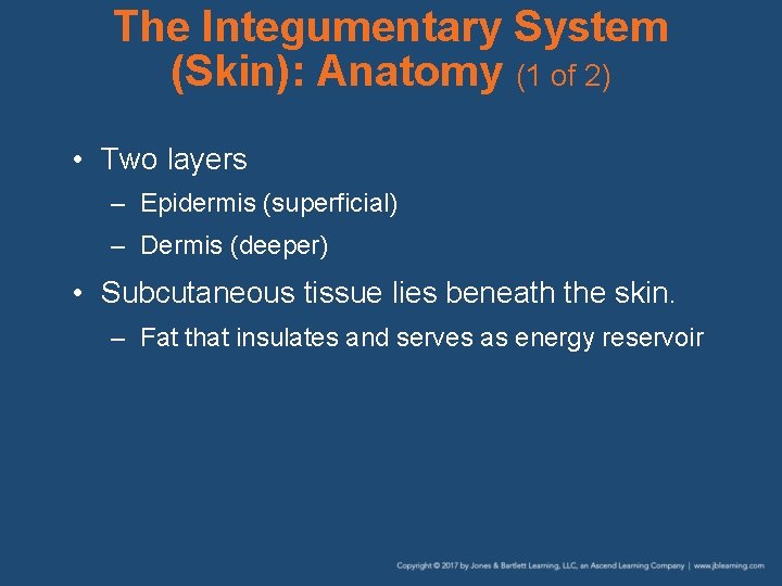 The Integumentary System (Skin): Anatomy (1 of 2) • Two layers – Epidermis (superficial)