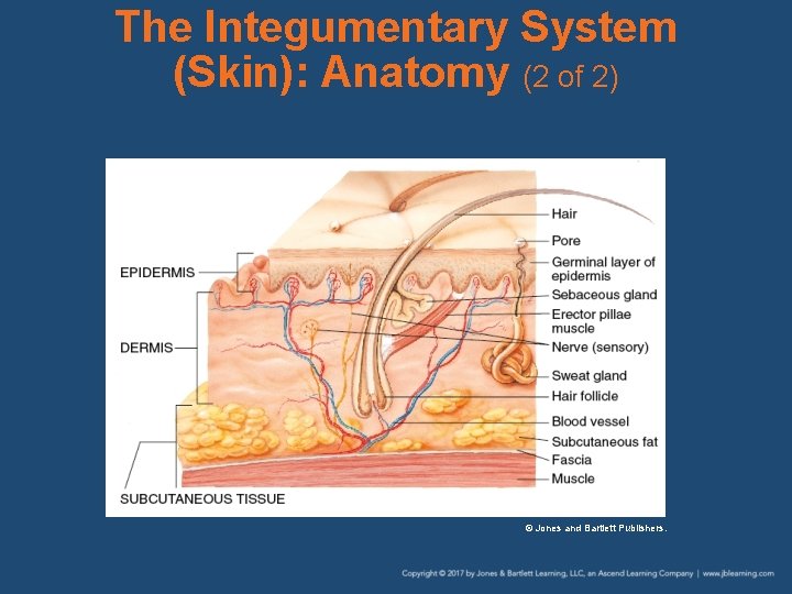 The Integumentary System (Skin): Anatomy (2 of 2) © Jones and Bartlett Publishers. 