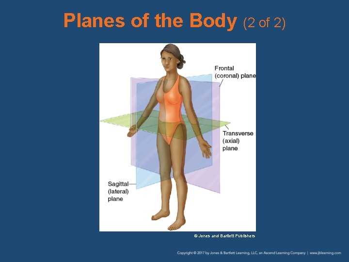 Planes of the Body (2 of 2) © Jones and Bartlett Publishers 