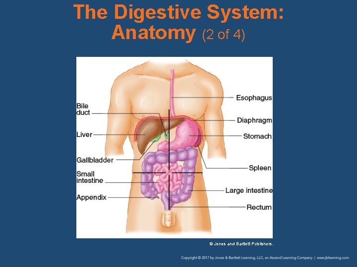 The Digestive System: Anatomy (2 of 4) © Jones and Bartlett Publishers. 