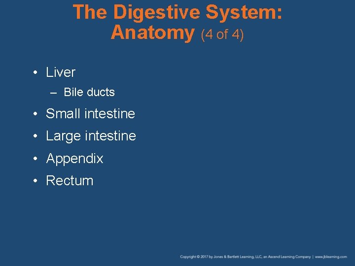 The Digestive System: Anatomy (4 of 4) • Liver – Bile ducts • Small