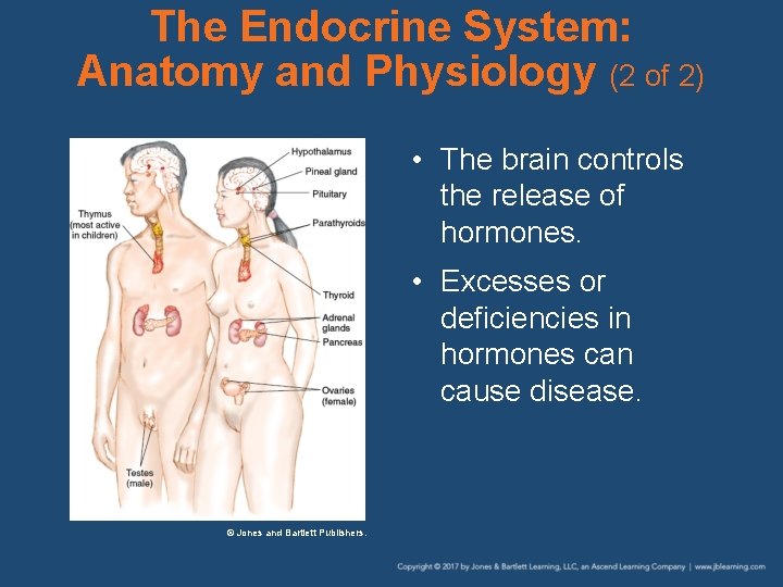 The Endocrine System: Anatomy and Physiology (2 of 2) • The brain controls the