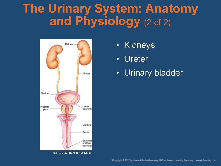 The Urinary System: Anatomy and Physiology (2 of 2) • Kidneys • Ureter •