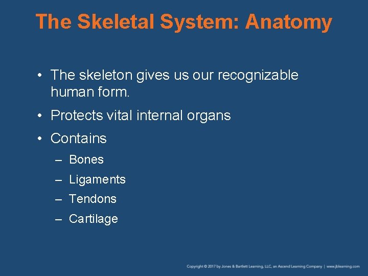 The Skeletal System: Anatomy • The skeleton gives us our recognizable human form. •