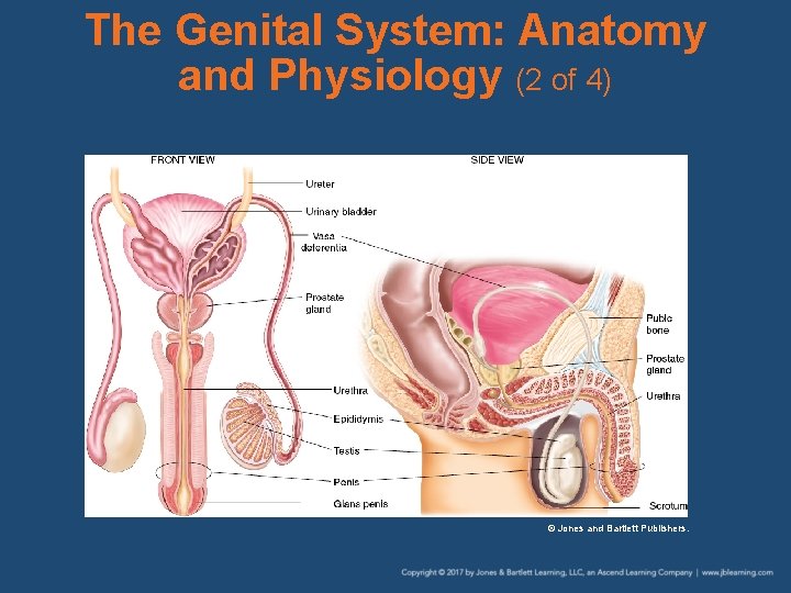 The Genital System: Anatomy and Physiology (2 of 4) © Jones and Bartlett Publishers.