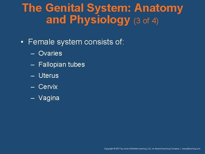 The Genital System: Anatomy and Physiology (3 of 4) • Female system consists of: