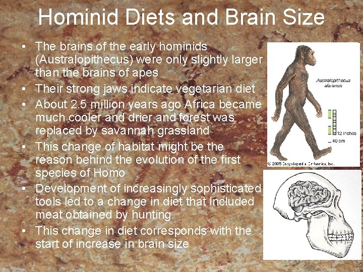 Hominid Diets and Brain Size • The brains of the early hominids (Australopithecus) were