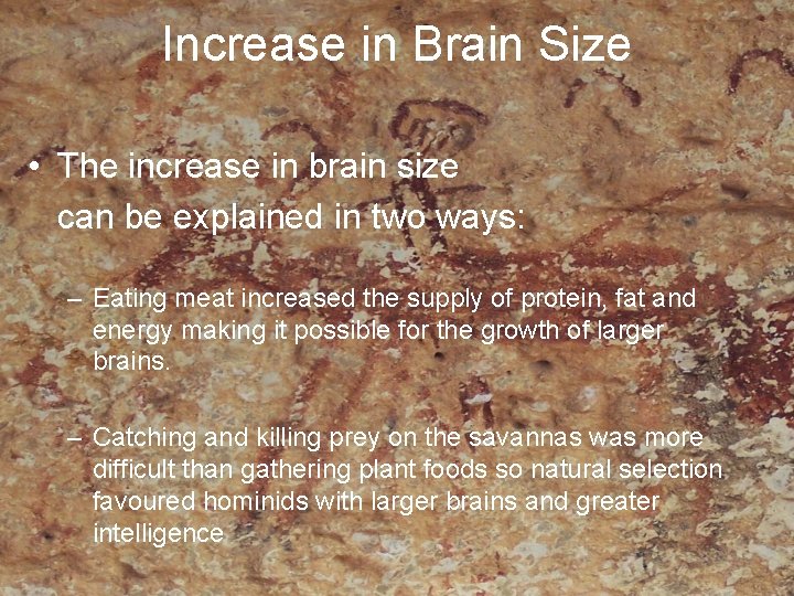 Increase in Brain Size • The increase in brain size can be explained in