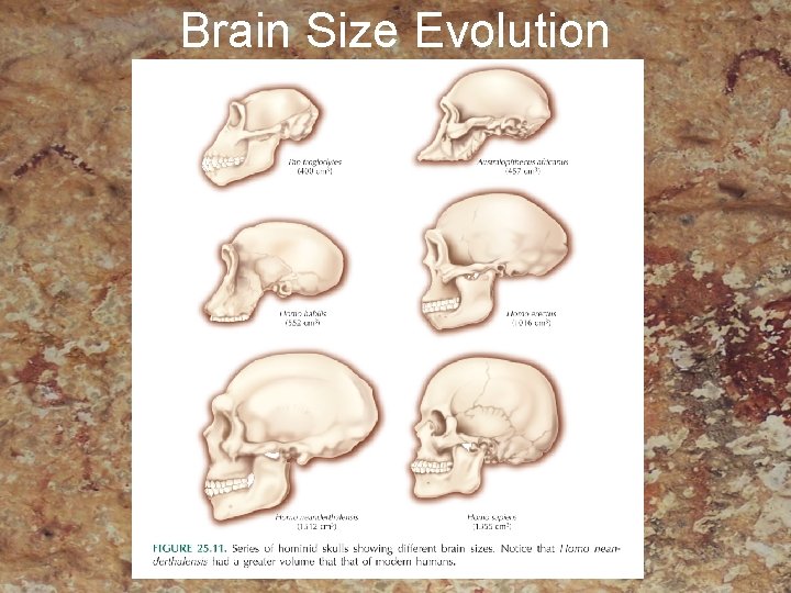 Brain Size Evolution 