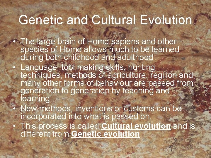 Genetic and Cultural Evolution • The large brain of Homo sapiens and other species