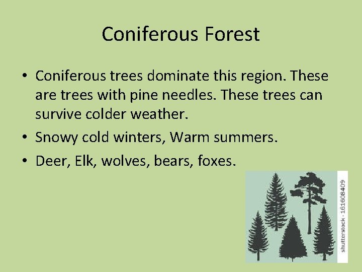 Coniferous Forest • Coniferous trees dominate this region. These are trees with pine needles.