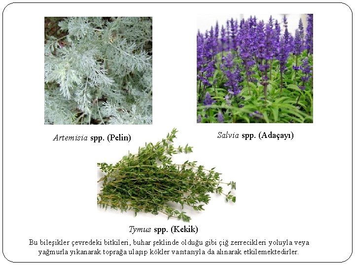 Artemisia spp. (Pelin) Salvia spp. (Adaçayı) Tymus spp. (Kekik) Bu bileşikler çevredeki bitkileri, buhar