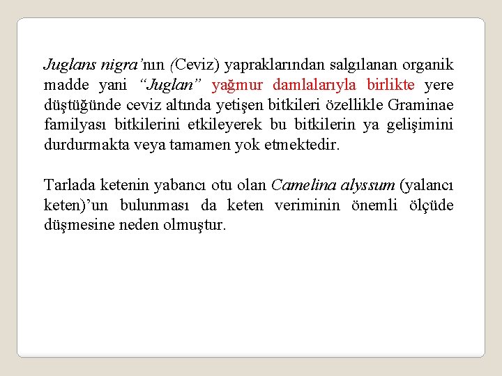 Juglans nigra’nın (Ceviz) yapraklarından salgılanan organik madde yani “Juglan” yağmur damlalarıyla birlikte yere düştüğünde