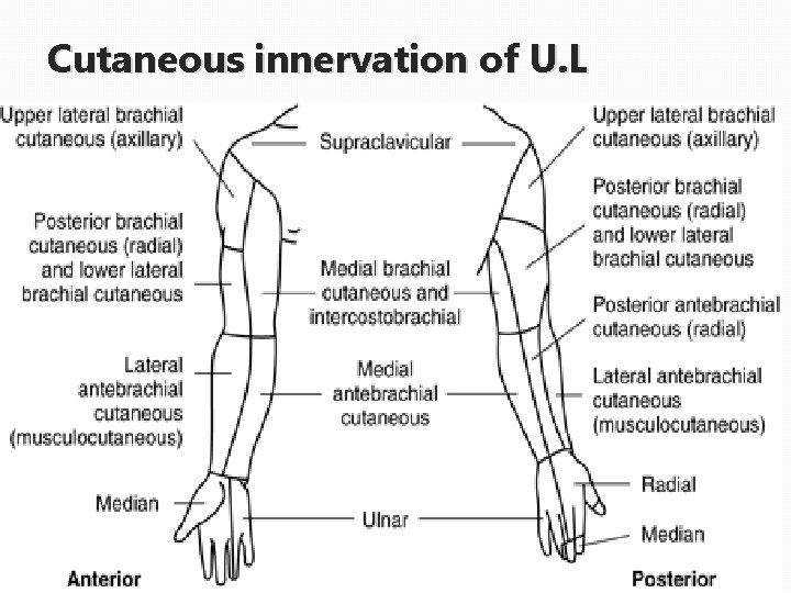 cutaneous innervation of the upper limb