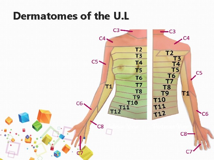 Dermatomes of the U. L 