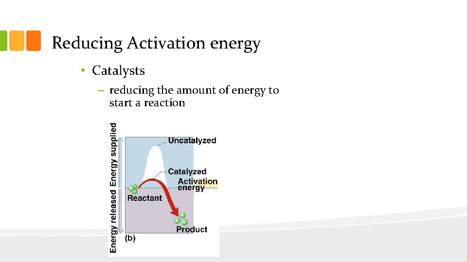 Reducing Activation energy • Catalysts – reducing the amount of energy to start a