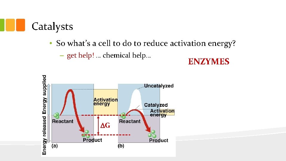 Catalysts • So what’s a cell to do to reduce activation energy? – get