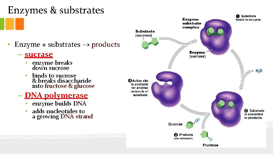 Enzymes & substrates • Enzyme + substrates products – sucrase • enzyme breaks down