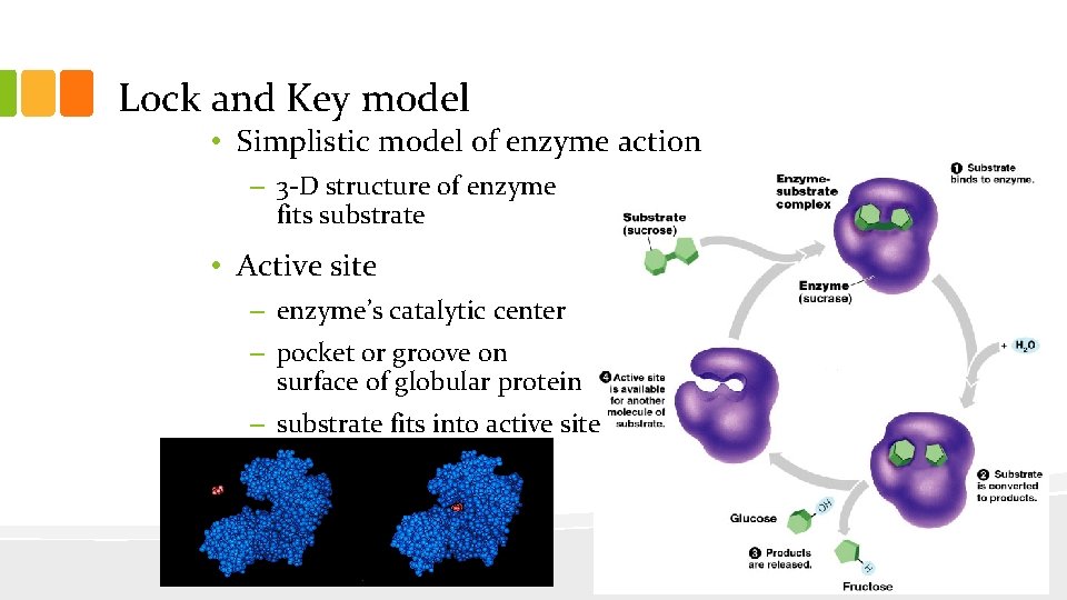 Lock and Key model • Simplistic model of enzyme action – 3 -D structure