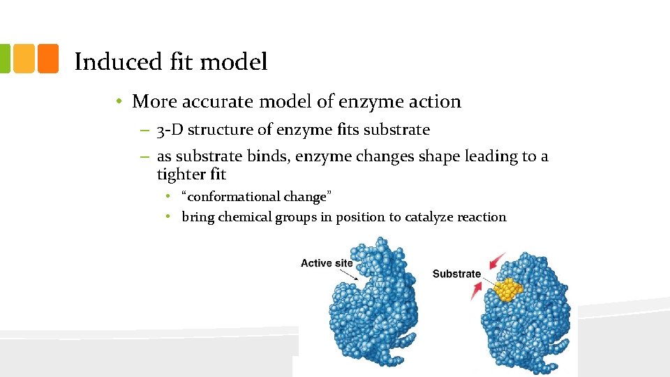 Induced fit model • More accurate model of enzyme action – 3 -D structure