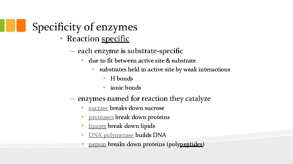 Specificity of enzymes • Reaction specific – each enzyme is substrate-specific • due to