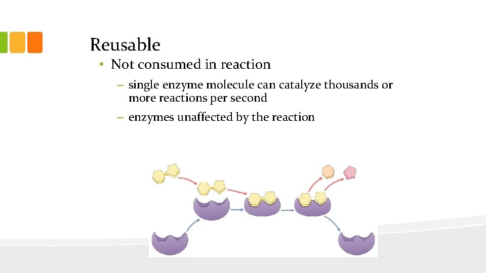 Reusable • Not consumed in reaction – single enzyme molecule can catalyze thousands or