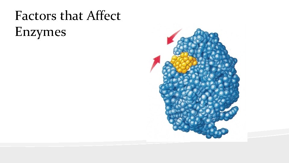 Factors that Affect Enzymes 