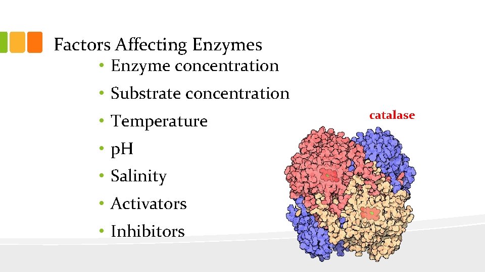 Factors Affecting Enzymes • Enzyme concentration • Substrate concentration • Temperature • p. H