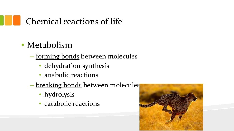 Chemical reactions of life • Metabolism – forming bonds between molecules • dehydration synthesis