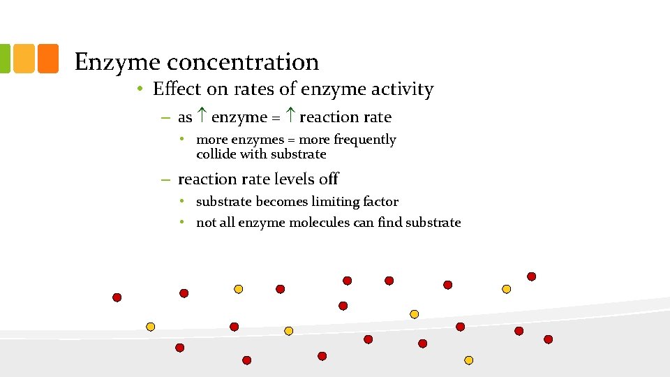 Enzyme concentration • Effect on rates of enzyme activity – as enzyme = reaction