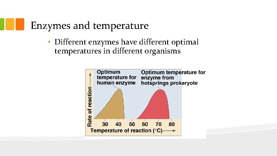 Enzymes and temperature • Different enzymes have different optimal temperatures in different organisms 