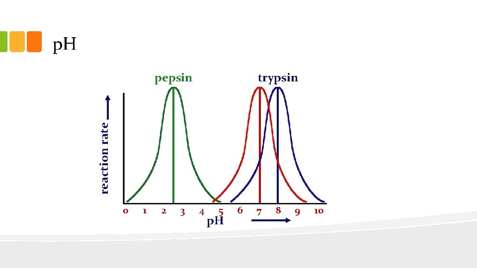 p. H pepsin reaction rate trypsin 0 1 2 3 4 5 p. H