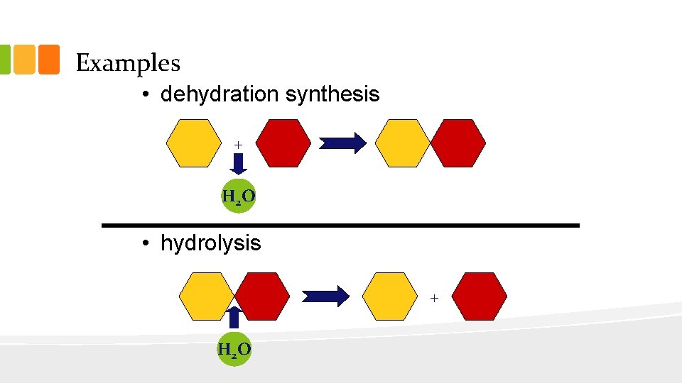 Examples • dehydration synthesis + H 2 O • hydrolysis + H 2 O