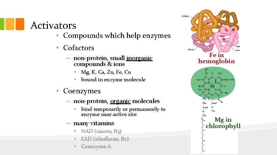 Activators • Compounds which help enzymes • Cofactors – non-protein, small inorganic compounds &