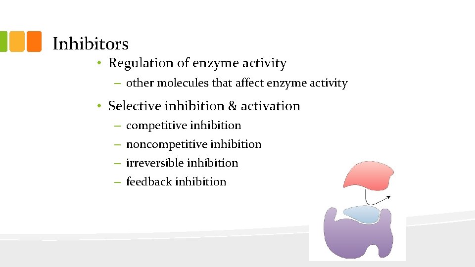 Inhibitors • Regulation of enzyme activity – other molecules that affect enzyme activity •