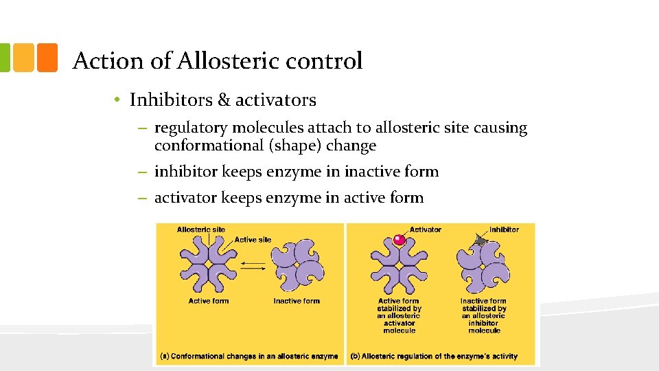 Action of Allosteric control • Inhibitors & activators – regulatory molecules attach to allosteric