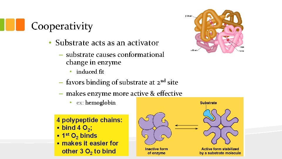 Cooperativity • Substrate acts as an activator – substrate causes conformational change in enzyme