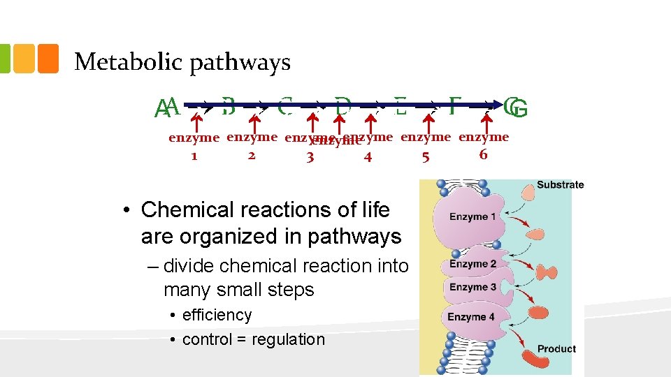 Metabolic pathways 2 1 BB C C D E FF AA GG 5 6