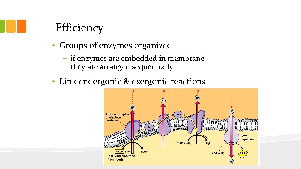 Efficiency • Groups of enzymes organized – if enzymes are embedded in membrane they